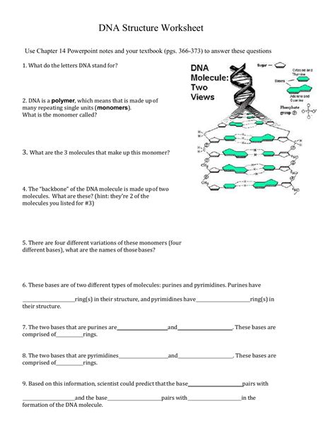 30 Dna Base Pairing Worksheet Answers | Education Template